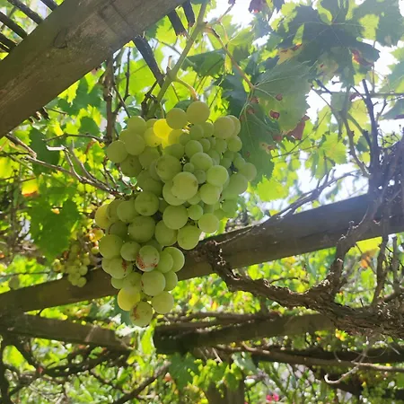 Ingrid Mary شقة نيم